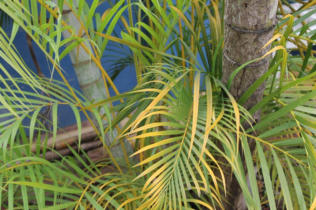 Bambu Tarapoto Ostello Esterno foto